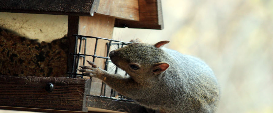scary squirrel climing on bird feeder