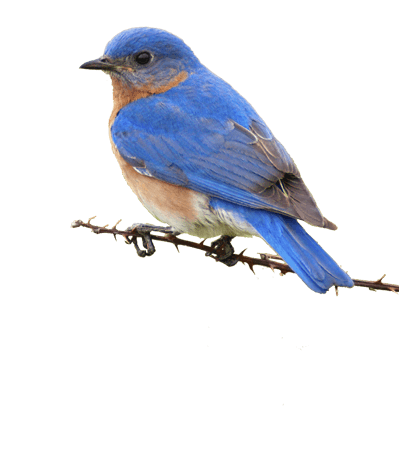 small blue bird on branch
