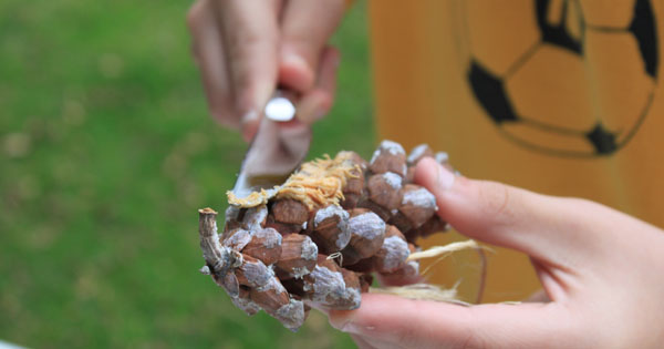 Wild About Birds Diy Bird Feeders Kids Can Make